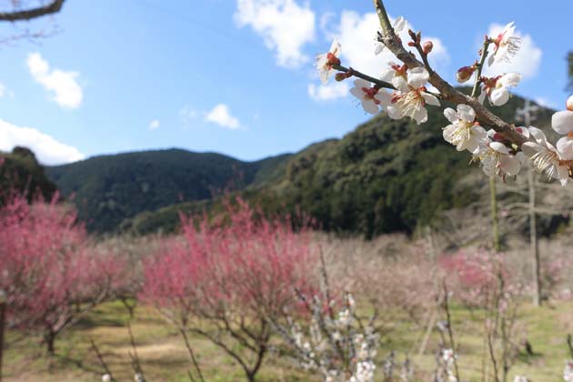 洞慶院