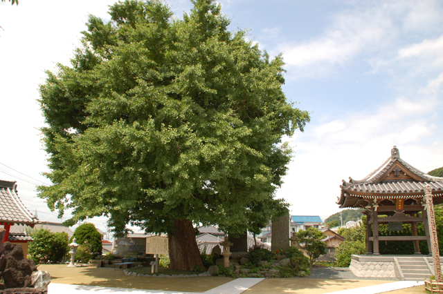 石蔵院　いちょう