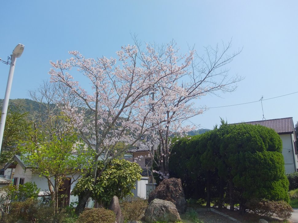 円光院　桜
